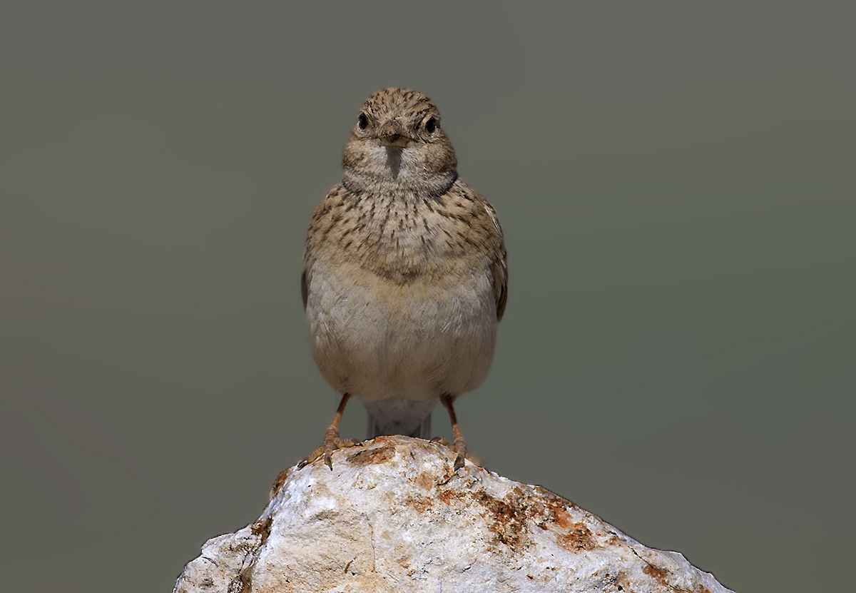 Lesser Short-toed Lark